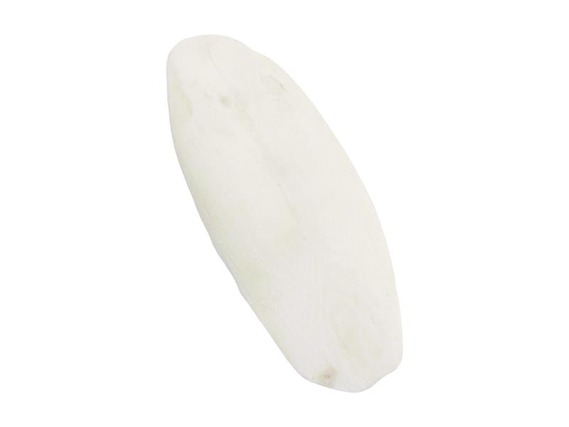 CUTTLEFISH LOOSE 1 PC