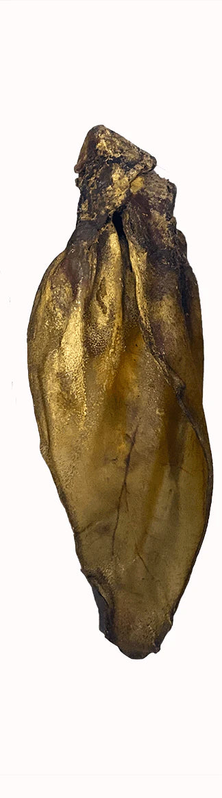 Wilder Ox Ears 5 pack